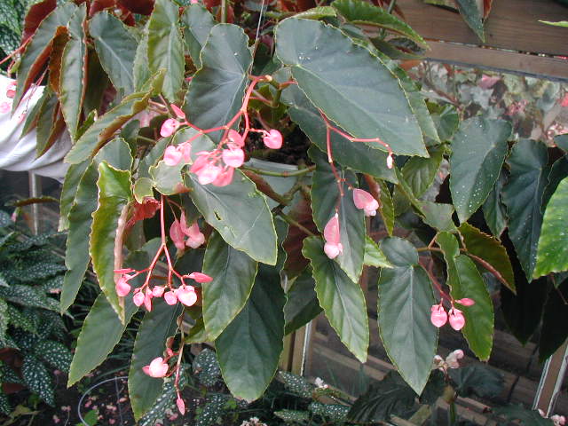 B. ‘Constance’